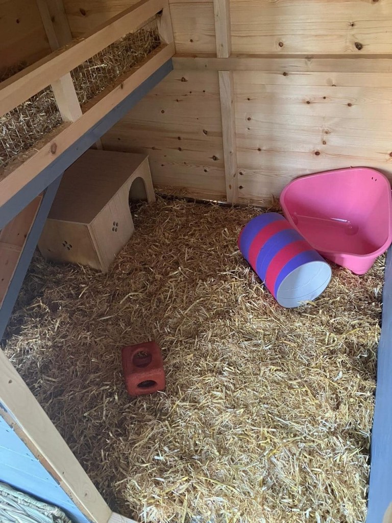 RSPCA South London rabbit fostering