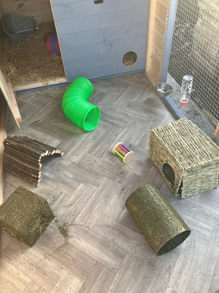 RSPCA South London rabbit fostering