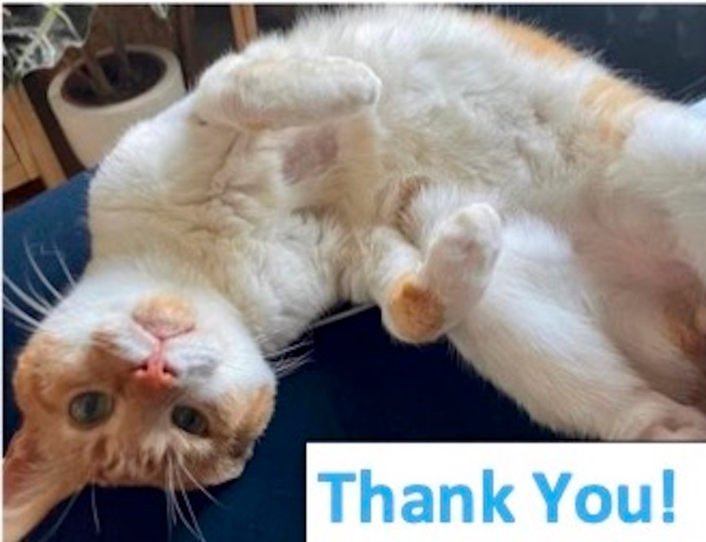 Boots RSPCA rescue cat