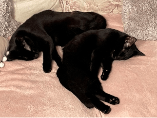 RSPCA South London rescue kittens