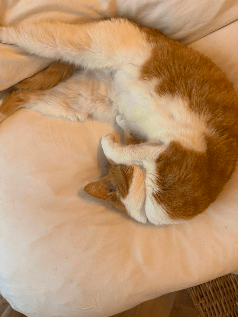 Boots, RSPCA South London rescue cat