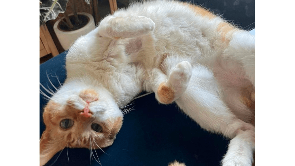 Boots, RSPCA South London rescue cat