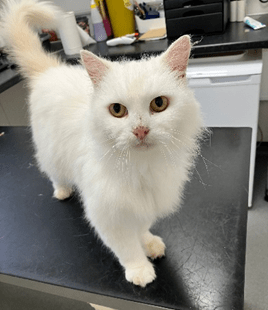 RSPCA South London Rescue cat