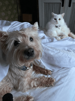 RSPCA South London Rescue cat