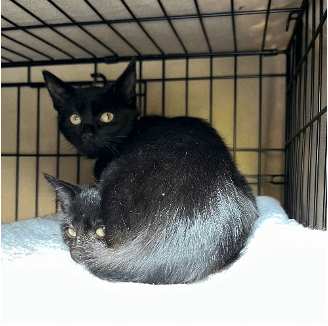 RSPCA South London rescue kittens