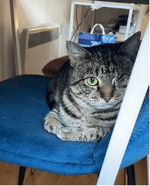 RSPCA South London rescue cat