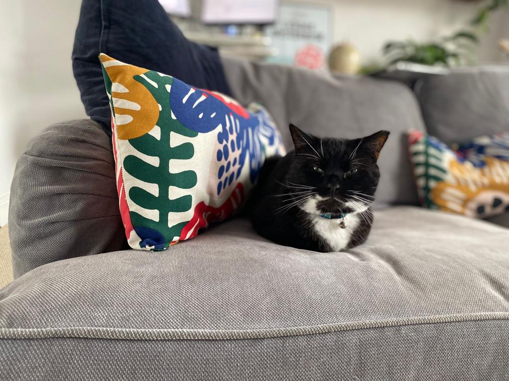 RSPCA South London Adoption Cat