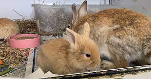 RSPCA South London rabbits