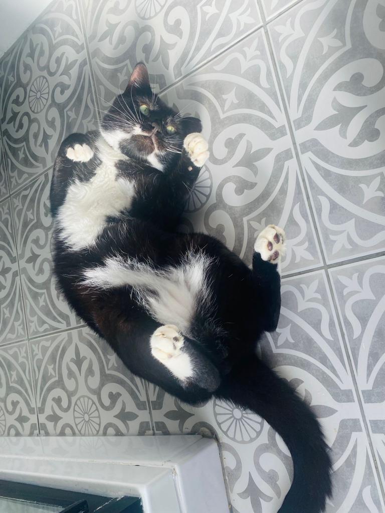 RSPCA South London Adoption Cat