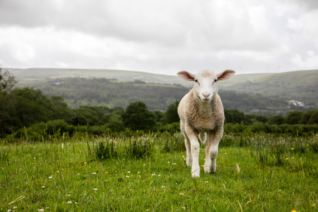RSPCA South London lamb