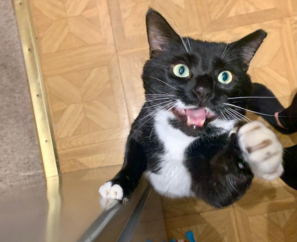 RSPCA South London Adoption Cat