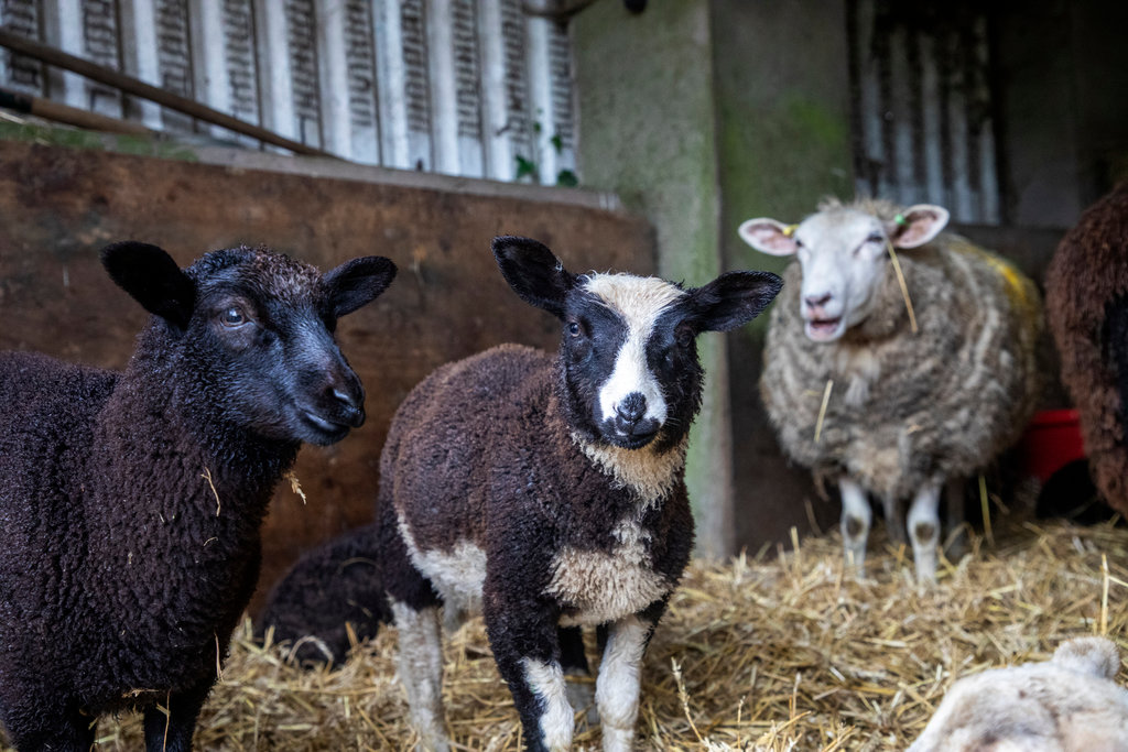 RSPCA South London lamb