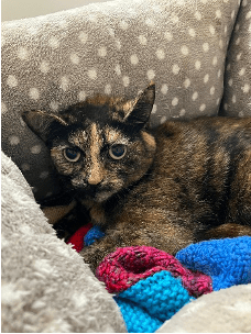 RSPCA South London rescue cat