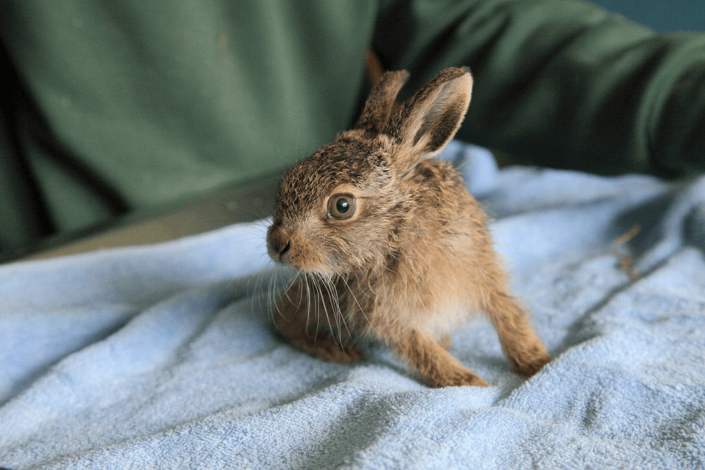 RSPCA South London baby hare