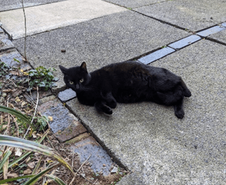 RSPCA South London rescue cat