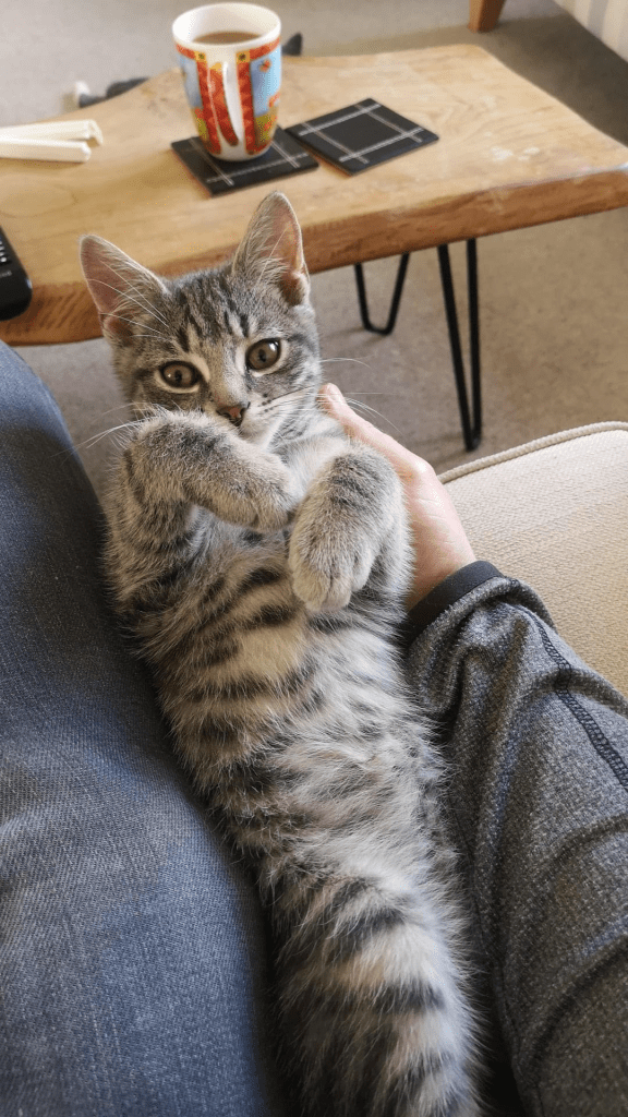 Rehomed kitten RSPCA South London
