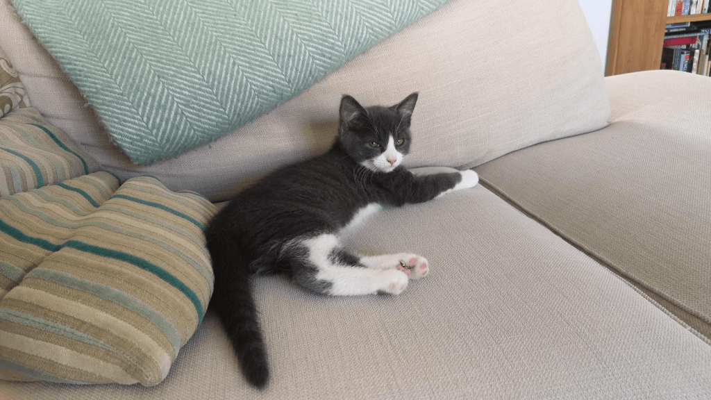 Rehomed kitten RSPCA South London