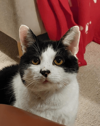 Boris RSPCA Rescue cat