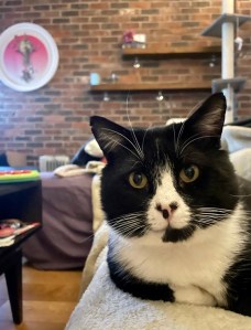 RSPCA London rescue cat