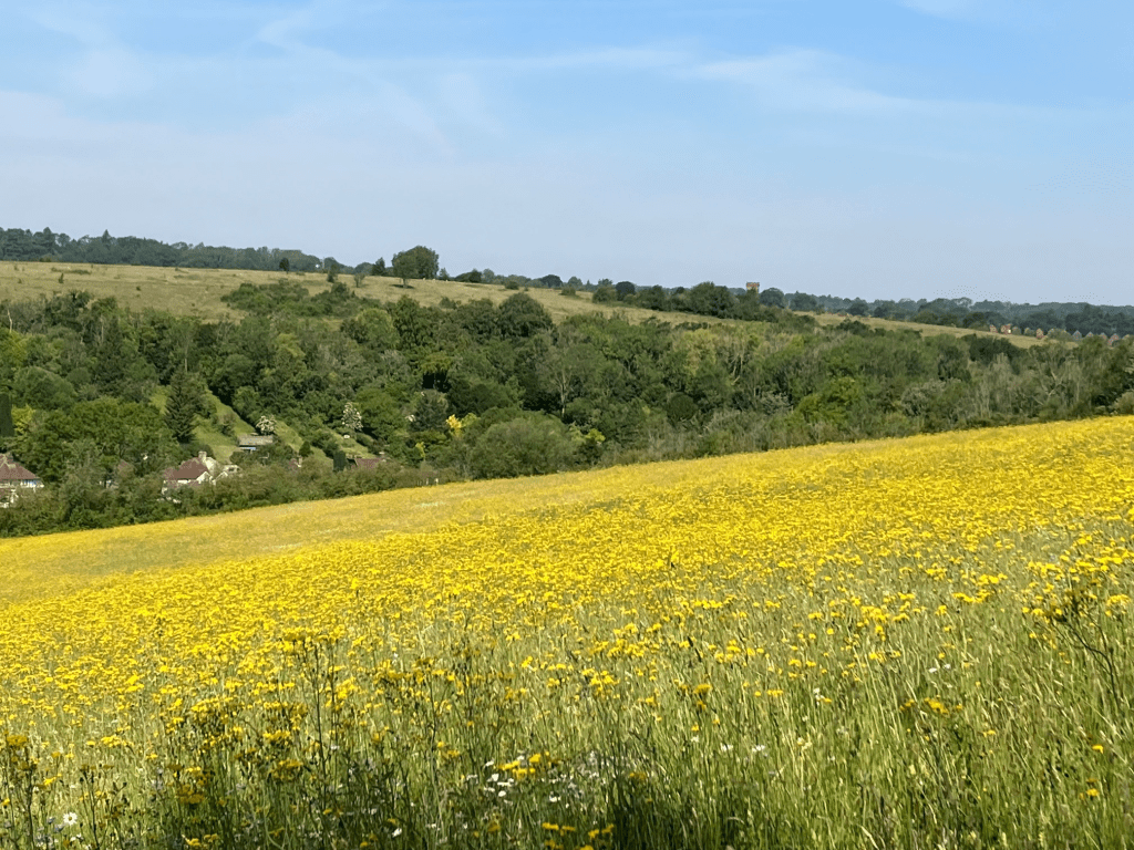 RSPCA South London Happy Valley