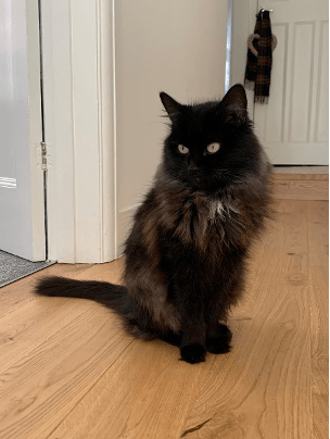 Persophone, RSPCA South London Rescue Cat