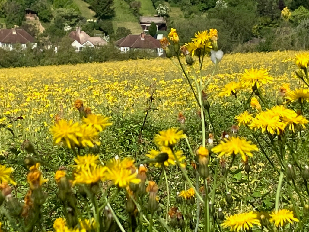 RSPCA South London Happy Valley