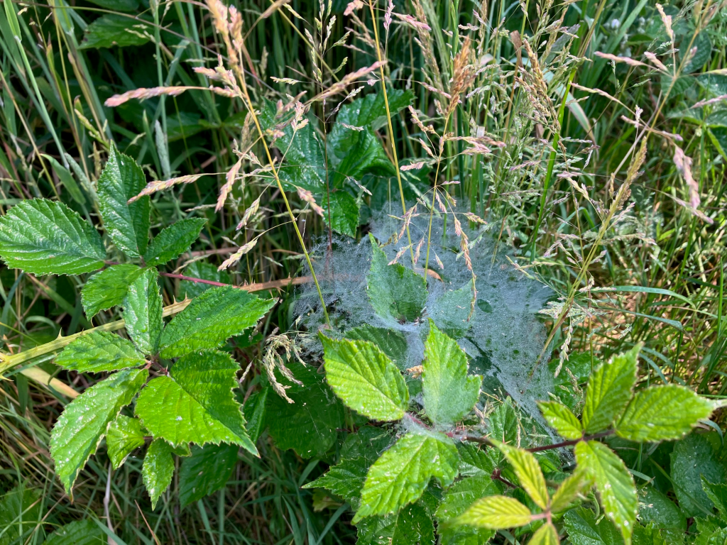 RSPCA South London Happy Valley