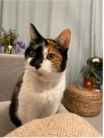 RSPCA South London Rescue Cat