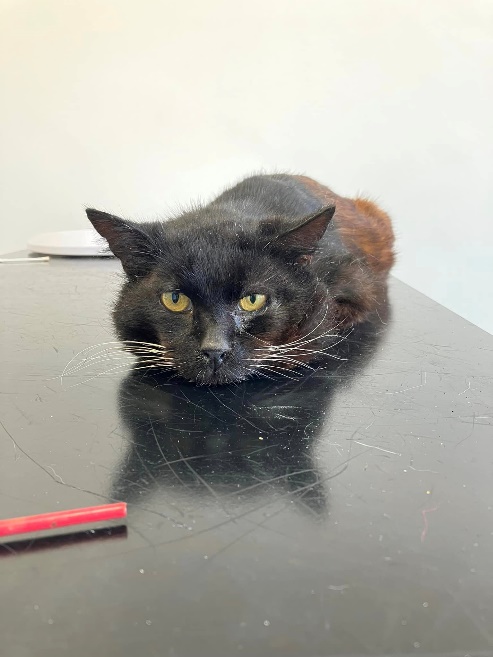 RSPCA south London rescue cat