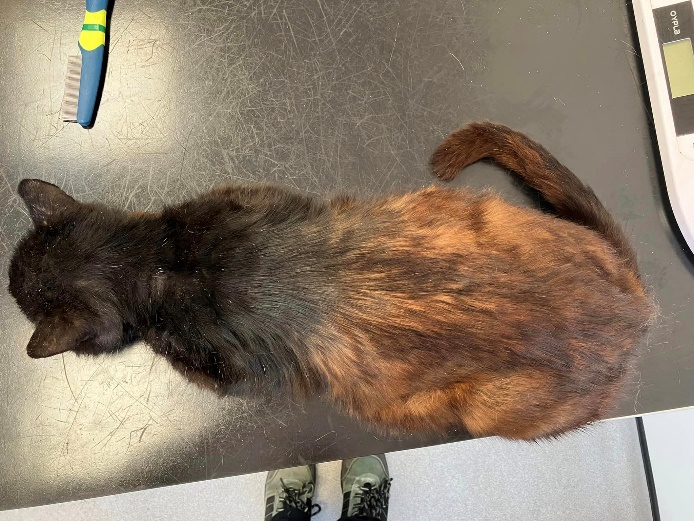 RSPCA south London rescue cat