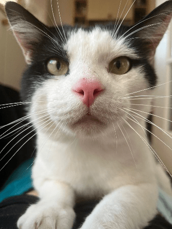 Bob, RSPCA South London rescue cat