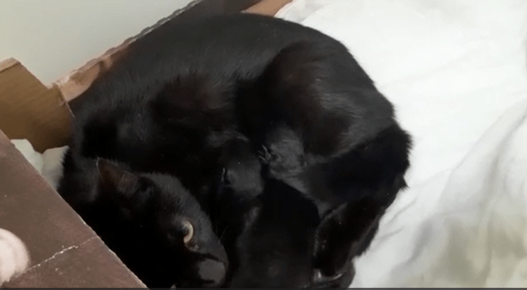 RSPCA South London Rescue Cats