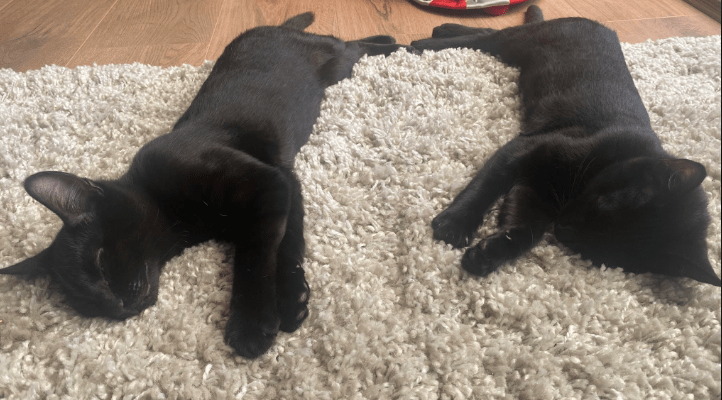 RSPCA South London Rescue Cats