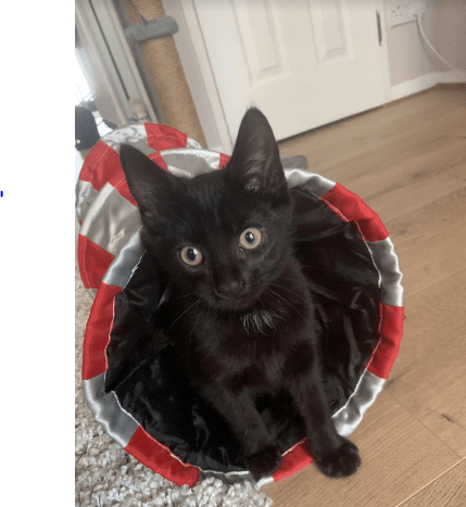 RSPCA South London Rescue Cats
