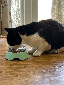 RSPCA South London Vet Assistance Cat