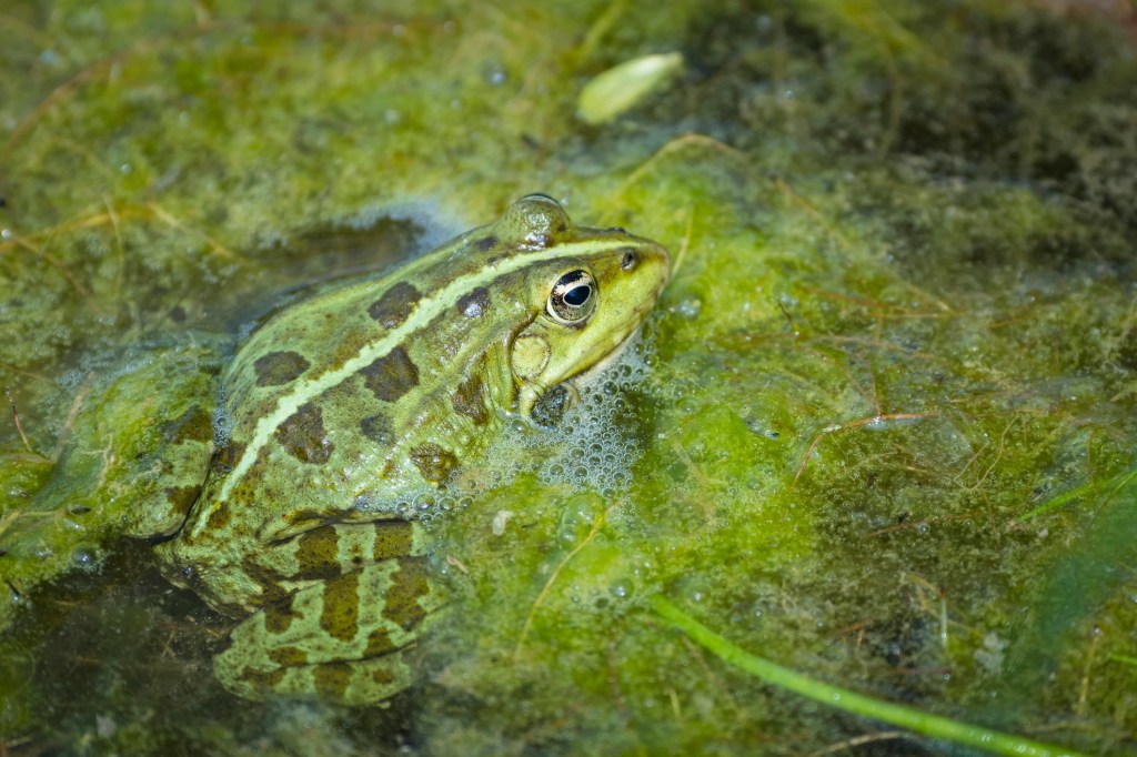 British frog, RSPCA South London