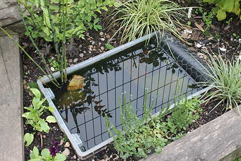 Build a mini pond to attract amphibians. RSPCA South London