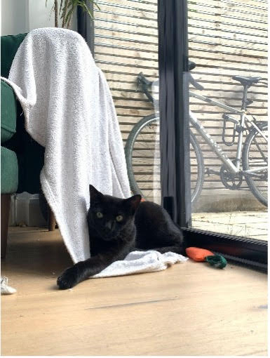Elvis, Rescue Cat, RSPCA South London