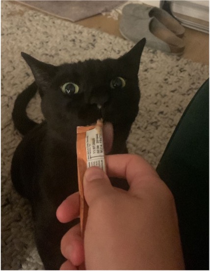 Elvis, Rescue Cat, RSPCA South London