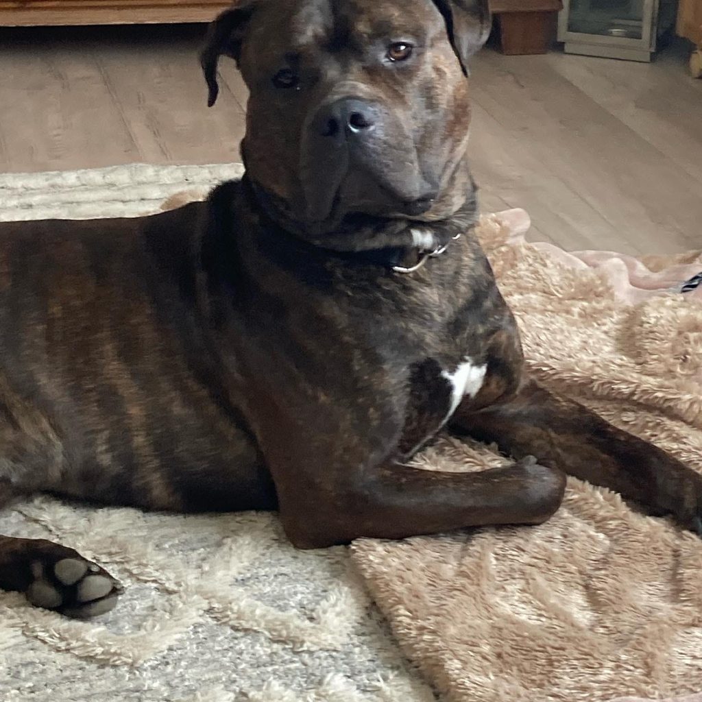 Help with vet bills RSPCA South London