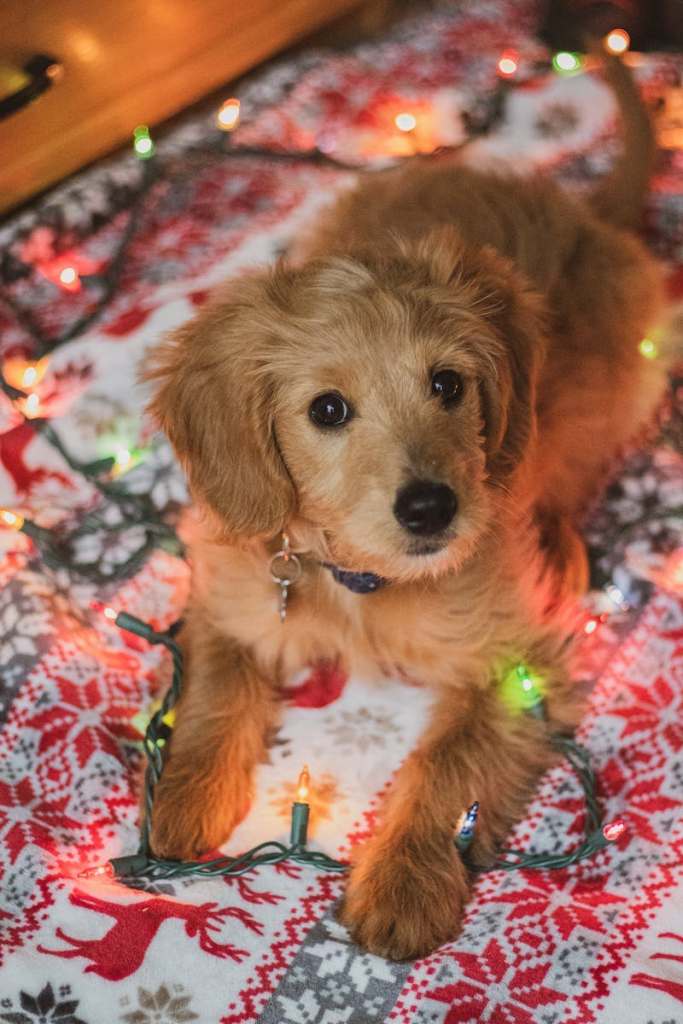 Dog with fairy lights