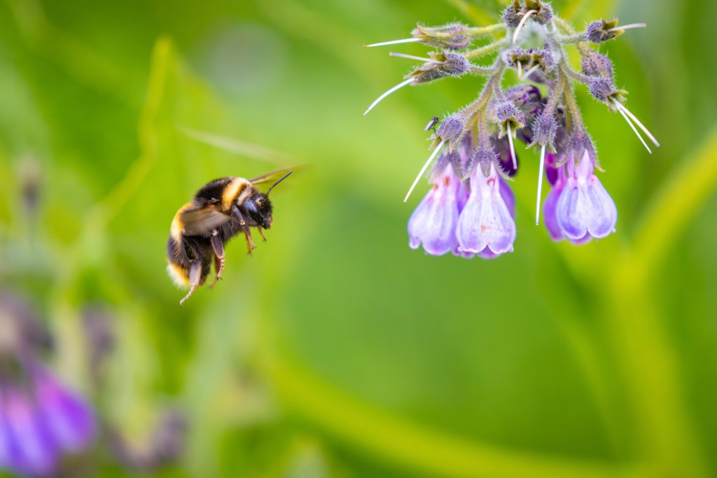 Bee RSPCA South London